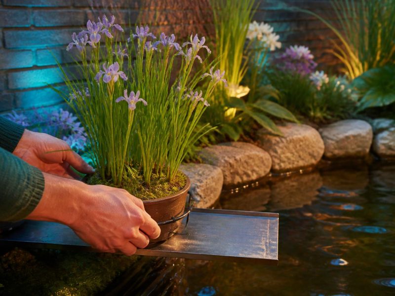 Creating a Year-Round Water Garden: Plant Choices, Positioning, and Care